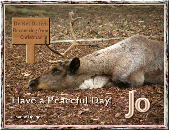 Reindeer_peaceful_day_jo