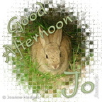 rabbit_good_afternoon