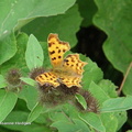 comma_butterfly1