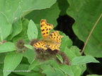 comma_butterfly1