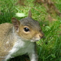 squirrel2