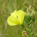 yellow_flower1