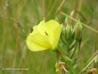 yellow_flower1
