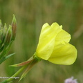 yellow_flower2