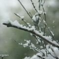 snowy_branches1
