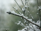 snowy_branches1