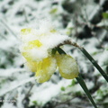 snowy_daf1.jpg