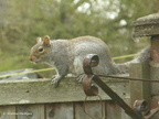 squirrel5