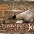 Reindeer_peaceful_day_jo.jpg
