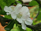 blossom1