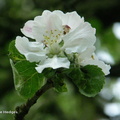 blossom2