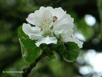 blossom2
