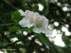 blossom3