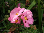 pink_flowers