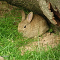 rabbit3.jpg