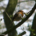 robin_cropped