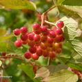 summer_berries