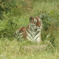 tiger3