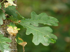 oak_leaves1