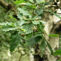 oak_leaves2