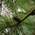 pine_cones1