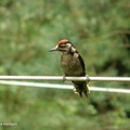 woodpecker3