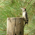 woodpecker4