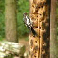 woodpecker5