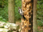 woodpecker5