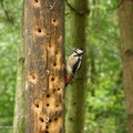 woodpecker6