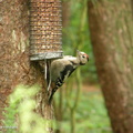 woodpecker7