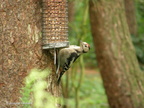 woodpecker7