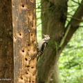 woodpecker8
