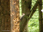 woodpecker8