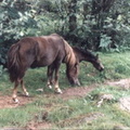 dartmoor_ponies2