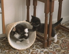 kittens2