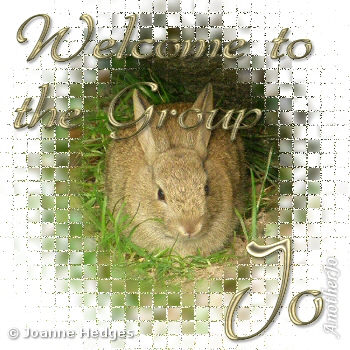 rabbit_welcome.jpg