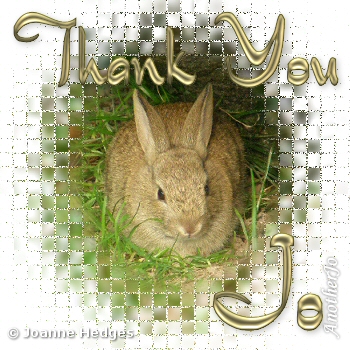 rabbit_thank_you.jpg