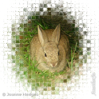rabbit_mosaic_blank_byJo.jpg