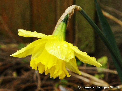 daffodil1