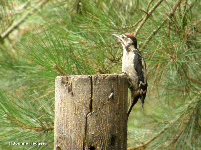 woodpecker4.jpg